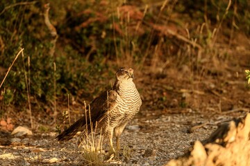 Goshawk Standing on Gravel Path in Early Morning Light