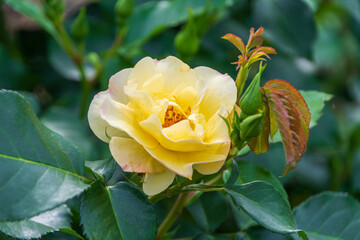 鮮やかな黄色いバラの輝き