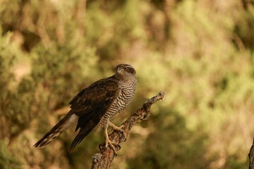Goshawk Perched on a Branch in Dense Woods