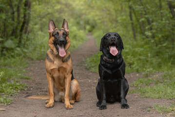 two dogs sit on footpath in forest, black and brown East European Shepherd and black Labrador, dogwalking concept