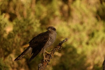 Goshawk Perched on a Branch in Dense Woods