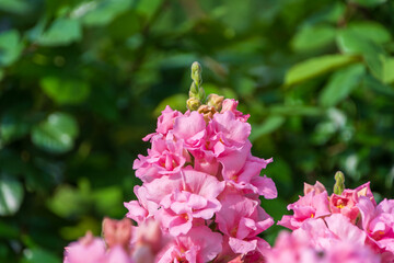 Pink Blossom with Greenery in the Background