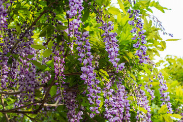 Obraz premium Wisteria in Full Bloom Amidst Lush Greenery