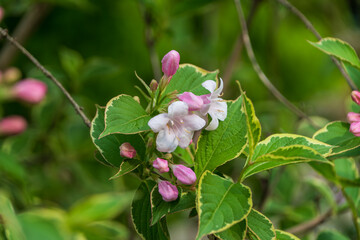 Pink Buds and White Flowers in Bloom