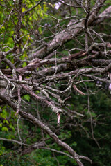 roots in the forest