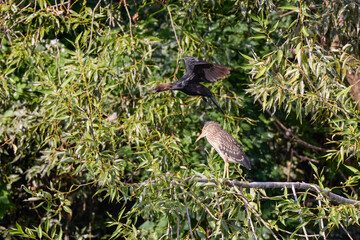 Ixobrychus, on the branches of a tree near a lake.