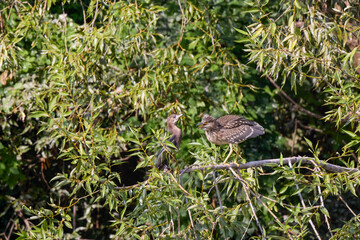 Ixobrychus, on the branches of a tree near a lake.