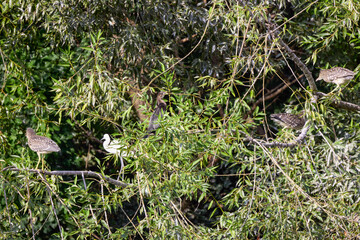 Ixobrychus, on the branches of a tree near a lake.