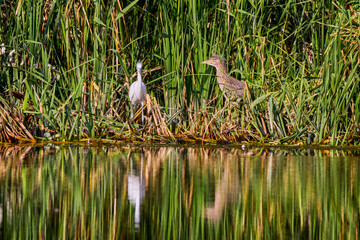 Egretta garzetta on the branches of a tree near a lake.