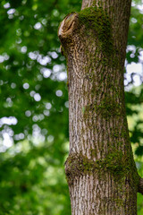 close up of a tree