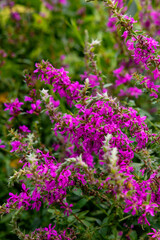 pink flowers in the garden