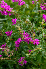 Fototapeta premium pink flowers in the garden