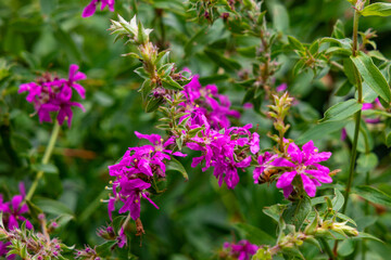 pink flowers in the garden