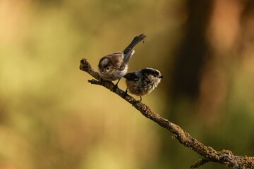 Long-tailed Tits Resting on a Branch in Golden Light