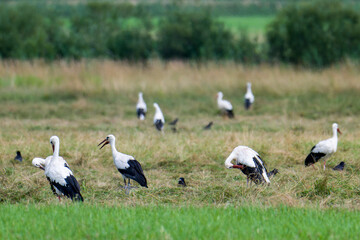 Jungstörche im Juli auf einer Wiese in Bayern