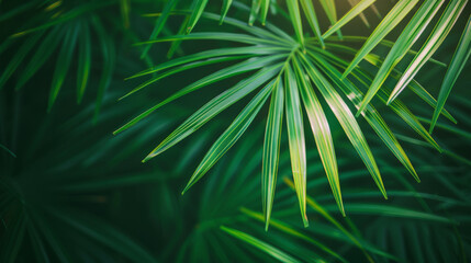 Obraz premium A dense cluster of lush green palm leaves is beautifully captured in natural light, showing rich textures and layers.