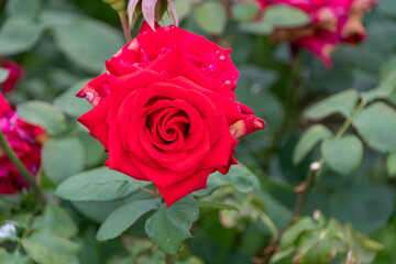 真紅のバラの花