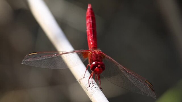 Lib&eacute;lula escarlata ( Crocothemis erythraea ) sobre junco y vista frontal en el parque natural Sierra de Mariola, Bocairente, Espa&ntilde;a