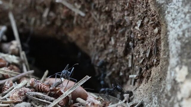 Entrada al nido de las hormigas negras con hormiga vigilando la entrada con mand&radic;&ne;bulas amenazadoras, Bocairent, Espa&radic;&plusmn;a