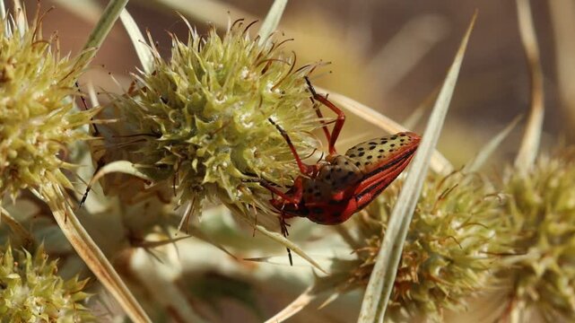 Chinche Graphosoma semipunctatum alimentandose de planta cardo setero, Eryngium campestre, Bocairent, Espa&ntilde;a