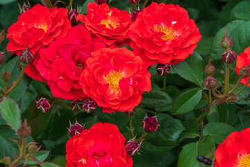 美しき薔薇の花