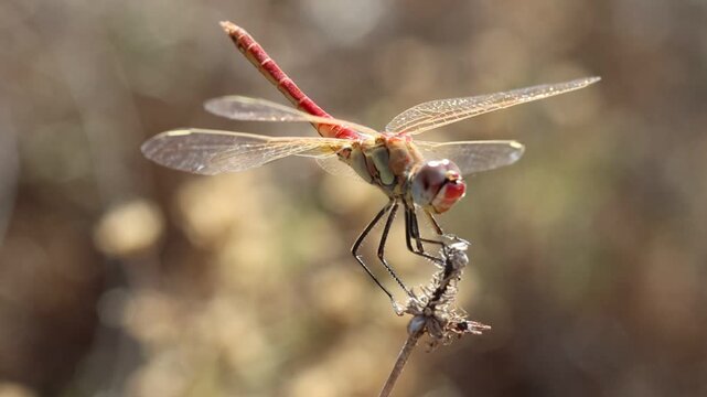 Lib&eacute;lula Sympetrum fonscolombii macho posada en ramita y luchando contra el viento mientras mira a c&aacute;mara, Bocairente, Espa&ntilde;a