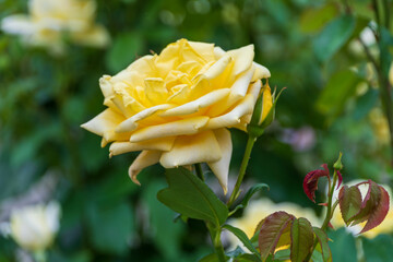 美しい薔薇の花