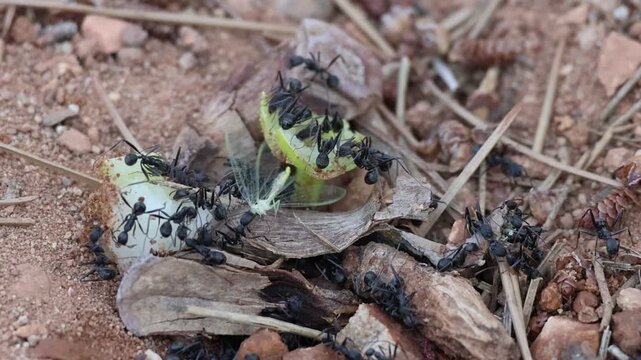 Hormigas en la entrada del hormiguero colaboran para instroducir un insecto volador, Bocairente, Espa&radic;&plusmn;a
