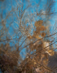 dry flowers on blue background