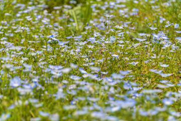 ネモフィラ畑の風景