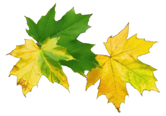 Two leaves, one green and one yellow, are overlapping on transparent background
