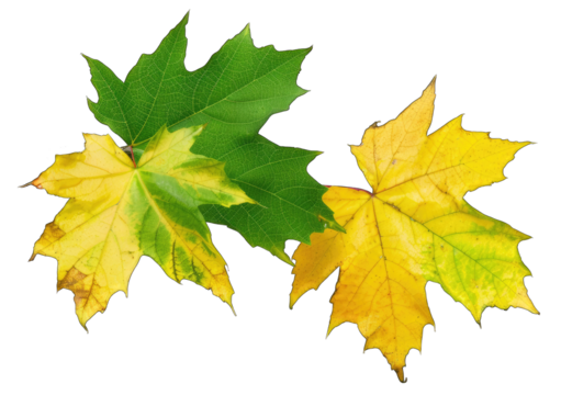 Two leaves, one green and one yellow, are overlapping on transparent background