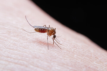 Close-up of Striped mosquitoes are eating blood on human skin. Mosquitoes are carriers of dengue fever and malaria