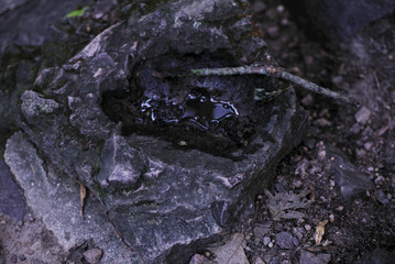 Puddle in rock with stick