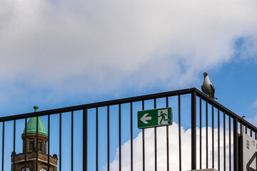 Hamburg a bird sits on a railing