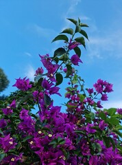 Bougainvillea, a unique climbing plant
