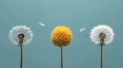 Obraz premium dandelion, nature landscapes, sun and green, backgrounds