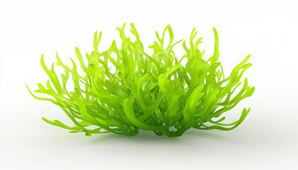 3d illustration seaweed, isolated in a white background