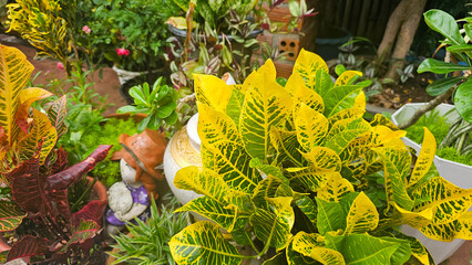 A vibrant yellow and green croton plant stands out in a lush garden, surrounded by various other plants and decorative element © Manila