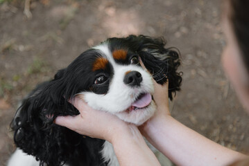 black and white Cavalier King Charles Spaniel dog sitting on path in park, playing with owner, warm...