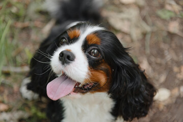 black and white Cavalier King Charles Spaniel dog sitting on path in park, warm sunny summer day,...