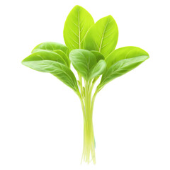 Fototapeta premium Basil Lemon microgreens Ocimum x citriodorum bright green leaves with a hint of yellow neatly