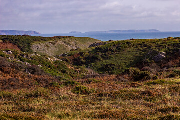 The heather and moorland on the clifftops along the Pembrokeshire coast in southern Wales