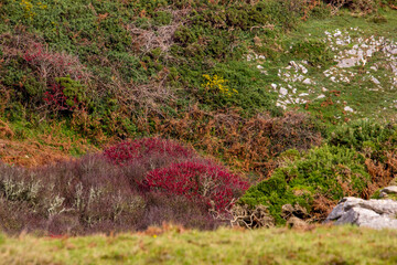 Coastal vegetation in autumn colours along the clifftop in Pembrokeshire coast