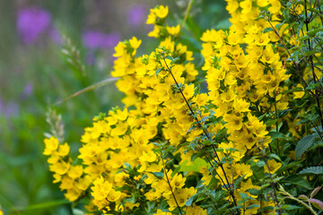 Punktierter Gilbweiderich (Lysimachia punctata)