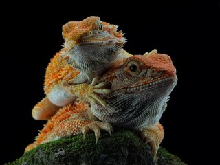 Closeup potrait of a Bearded Dragon (Pogona vitticeps)