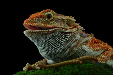 Potrait Closeup of a Bearded Dragon (Pogona vitticeps)