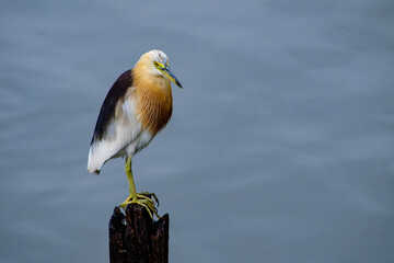 Elegant Javan Pond Heron Perched on a Stump