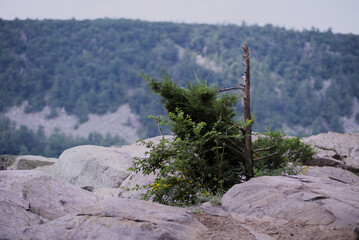 Lonely Pine tree on a bluff