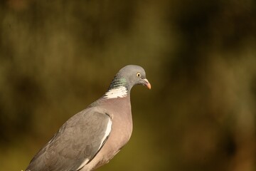 Wild Wood Pigeon in Natural Habitat